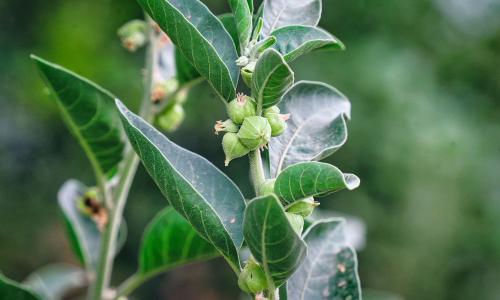 Ashwagandha: a természet ajándéka az egészséges életmódért